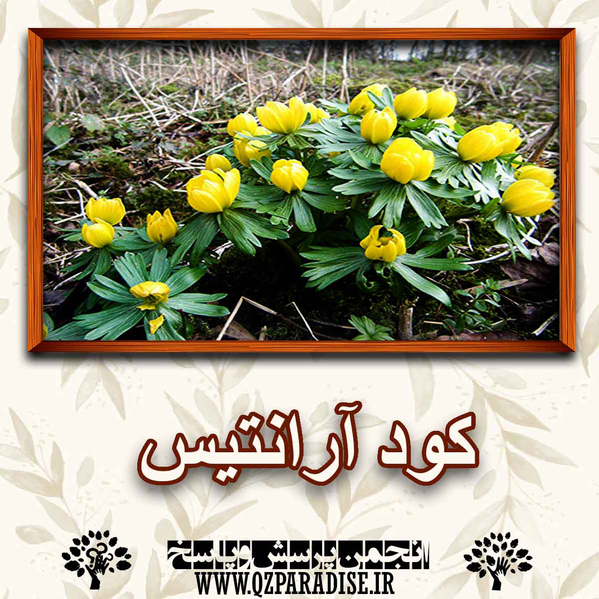 51546b2ddce3cc64de535b3f2a41a68232a5dcf7 290 - چه کودی مناسب گل آرانتیس است؟