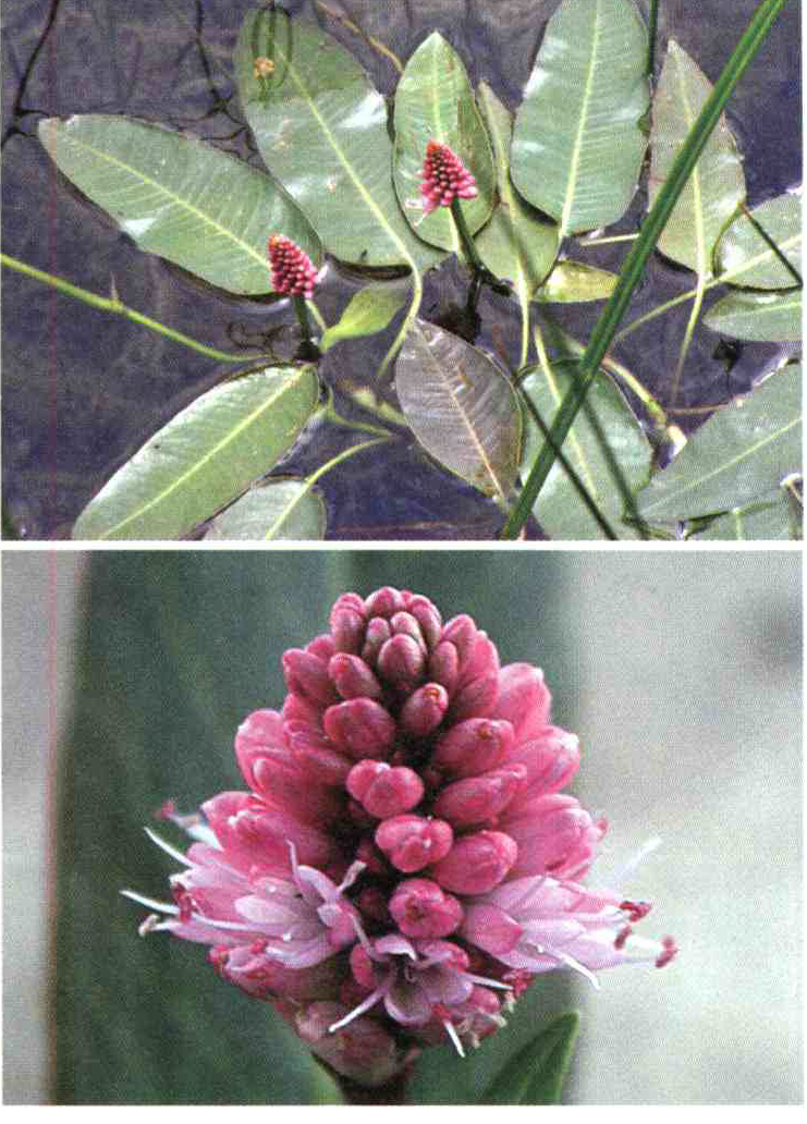 کود مناسب گیاه هفت بند دوزیست چیست و چه خاصیتی دارد؟ 51a9387f165dd1672b88b58551406c607ecf23e4 14 - کود مناسب گیاه هفت بند دوزیست چیست و چه خاصیتی دارد؟