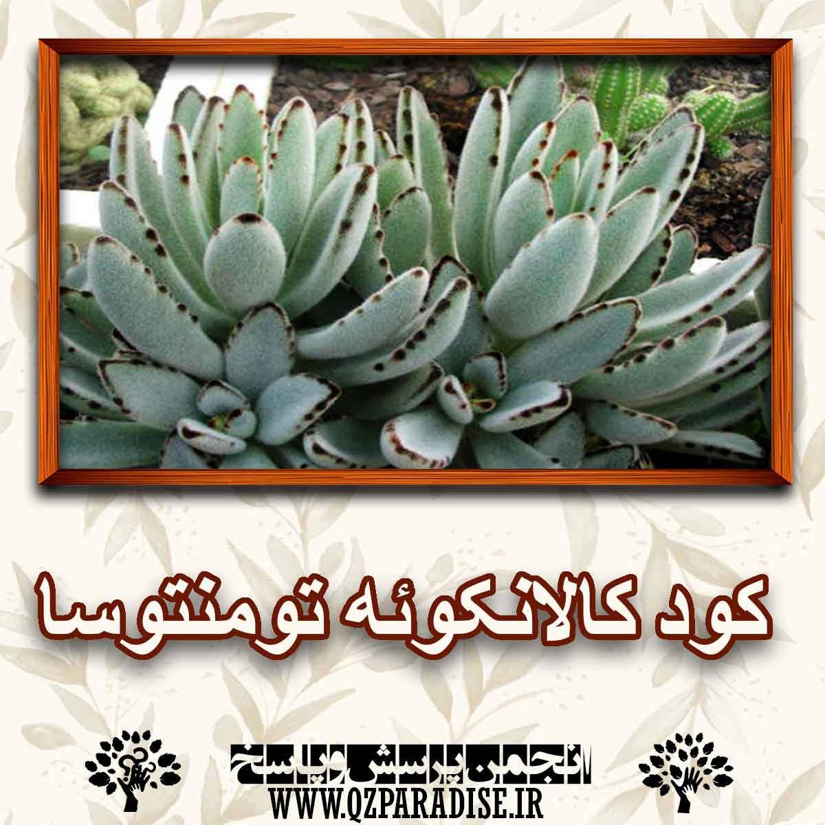 کود مناسب گل کالانکوئه تومنتوسا را شرح دهید ؟ 51beb079795c270d08df3c0bf5aae5750215dea4 147 - کود مناسب گل کالانکوئه تومنتوسا را شرح دهید ؟