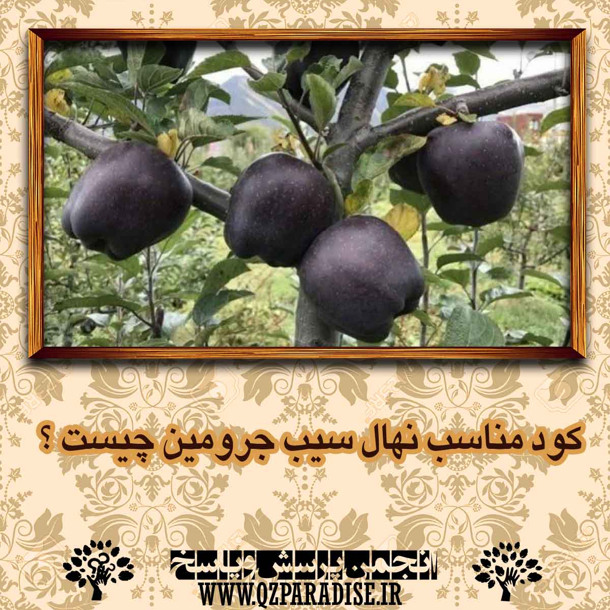 کود مناسب نهال سیب جرومین چیست ؟ 51f244c346247b1dfaaf46ecce733517e3dda5a7 14 - کود مناسب نهال سیب جرومین چیست ؟