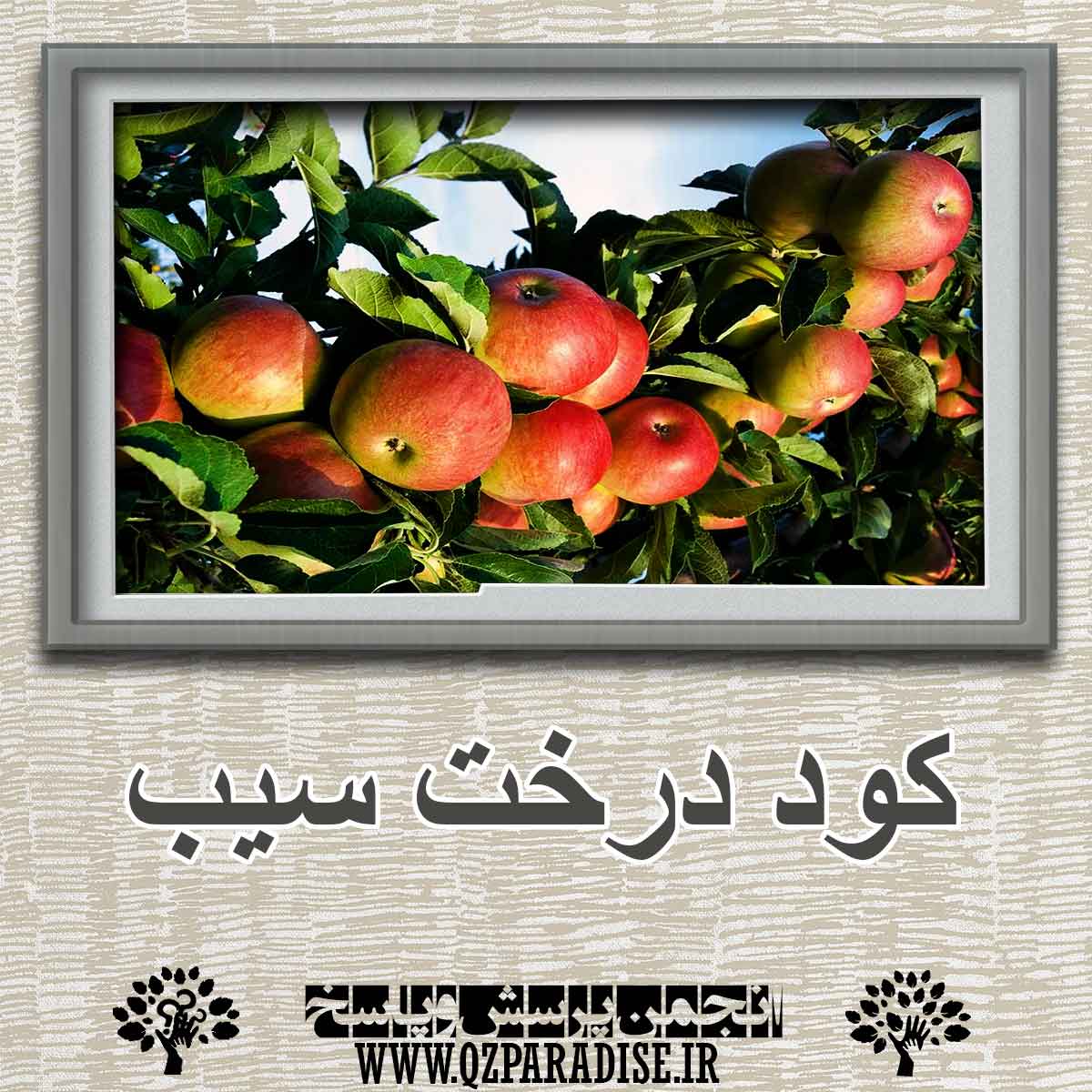 523af331a696aaff4b2a827a9fedcc4351847ba6 290 - بهترین کود برای درخت سیب چیست؟