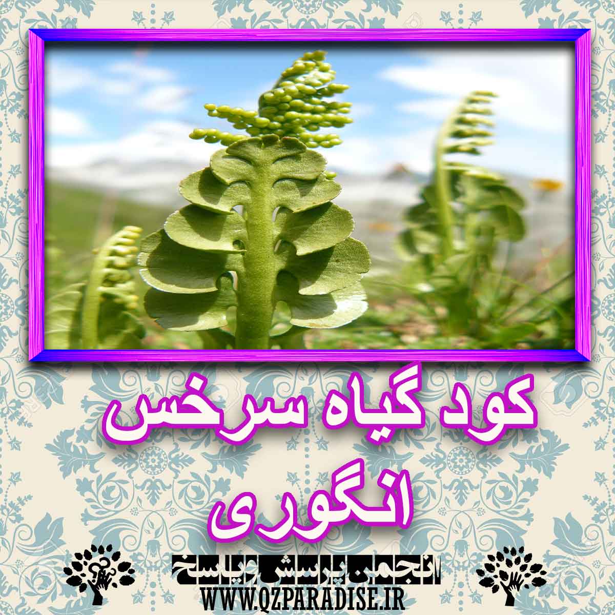 52c61c0a9a10276c383dab58383814044d43afb1 227 - کود مناسب گیاه سرخس انگوری چیست و چه خاصیتی دارد؟