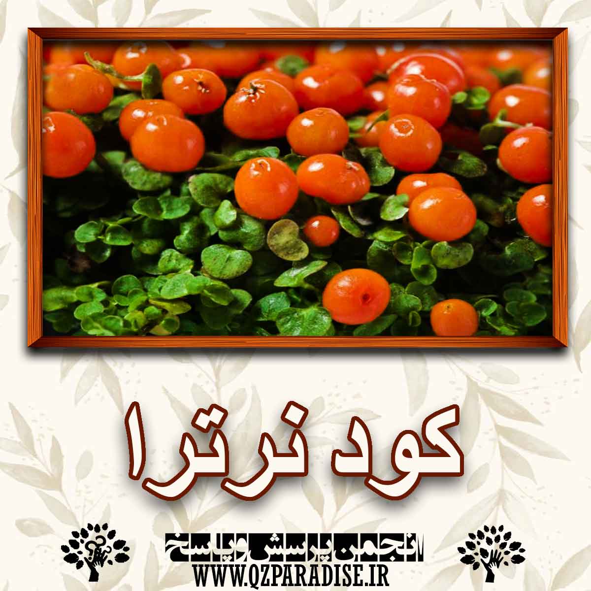 خواص استفاده از کود نرترا را شرح دهید ؟ 5314a84171f24841a2989c1065e46a5639908a6d 227 - خواص استفاده از کود نرترا را شرح دهید ؟