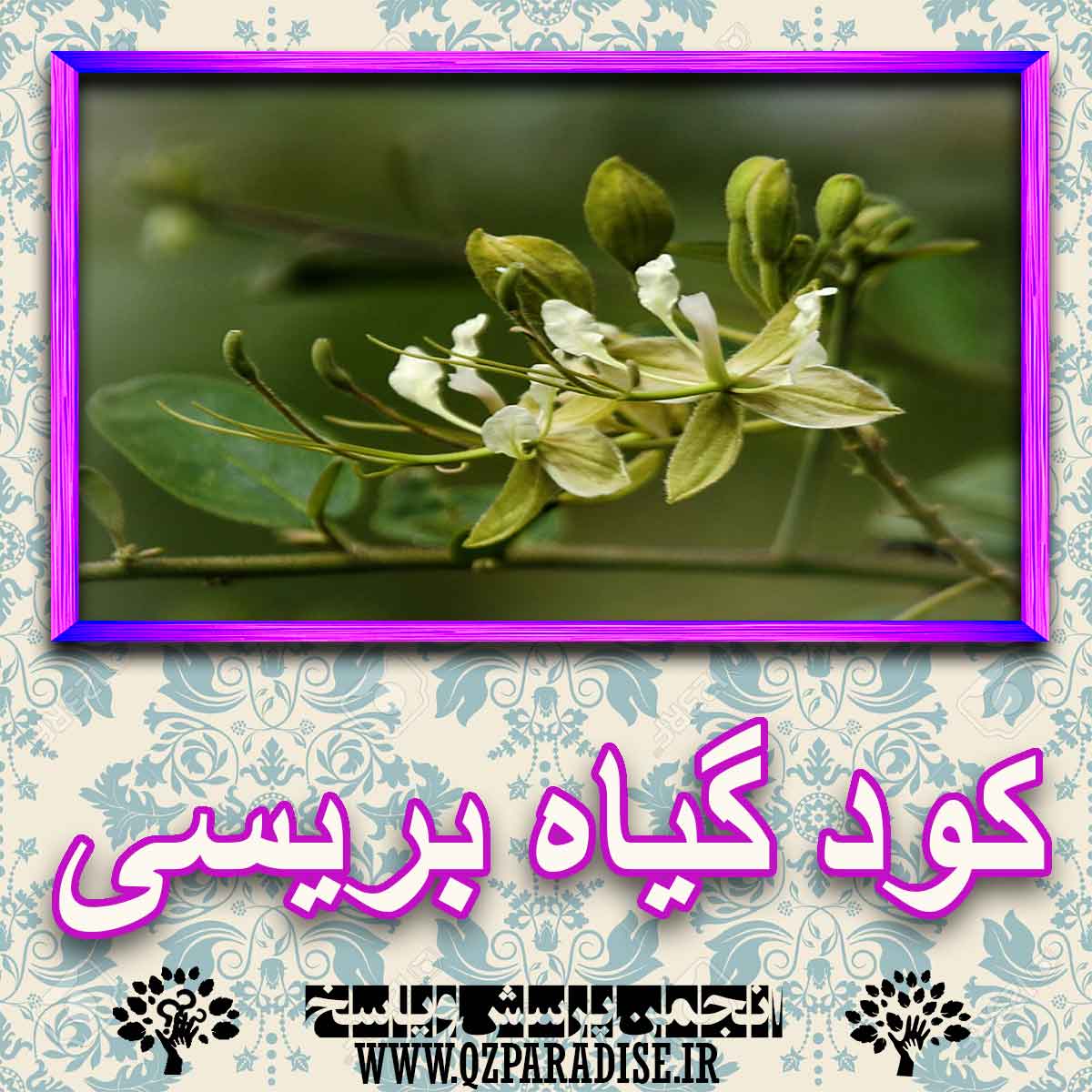 خواص استفاده از کود گیاه بریسی را شرح دهید ؟ 5391483fde8c30a9373d2dc38bf4e7961b9227d4 227 - خواص استفاده از کود گیاه بریسی را شرح دهید ؟