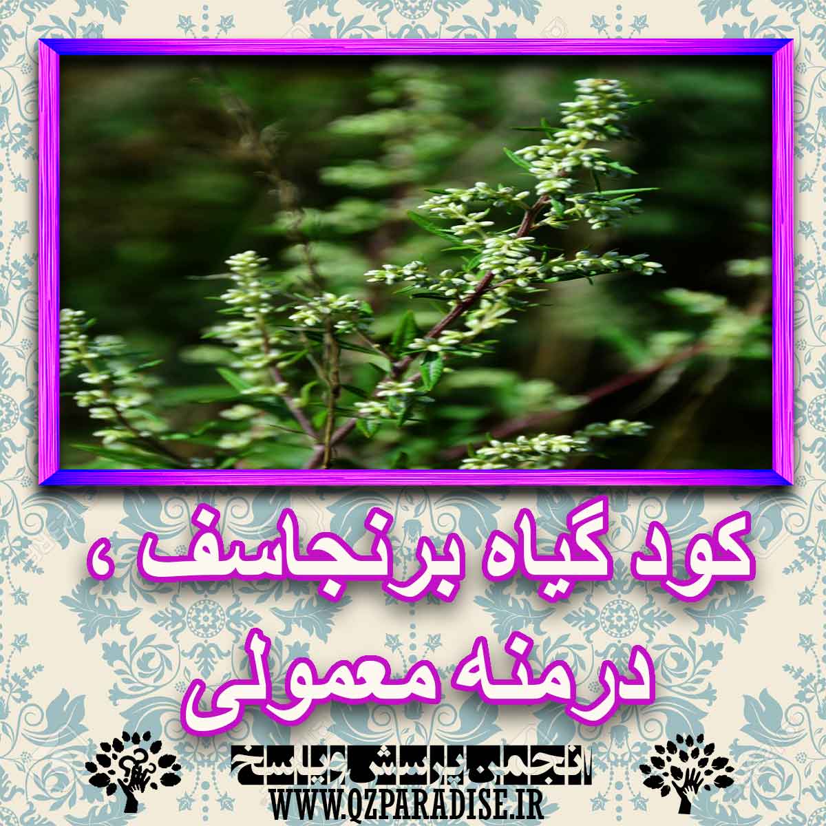 خواص استفاده از کود گل برجانسف ، درمنه معمولی را شرح دهید ؟ 53c18e8556a10ed378baf7f61c45e5895c73507b 227 - خواص استفاده از کود گل برجانسف ، درمنه معمولی را شرح دهید ؟