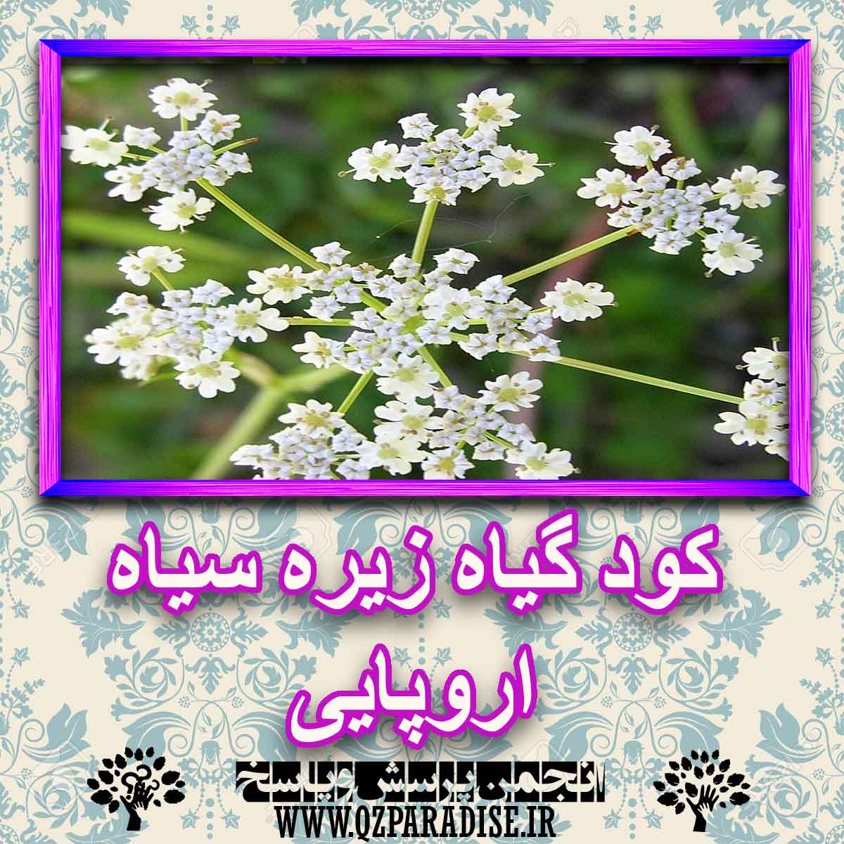 53e06f8e313454a838f5f891646564ad52c58de5 227 - کود مناسب گیاه زیره سیاه اروپایی چیست و چه خاصیتی دارد؟