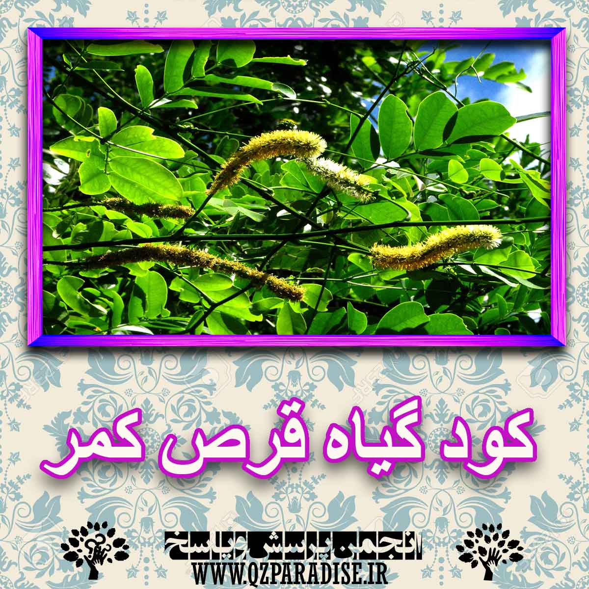 کود مناسب گیاه قرص کمر چیست و چه خاصیتی دارد؟ 53ff33f6be255260f02652a1cf47c10da53a8dda 227 - کود مناسب گیاه قرص کمر چیست و چه خاصیتی دارد؟