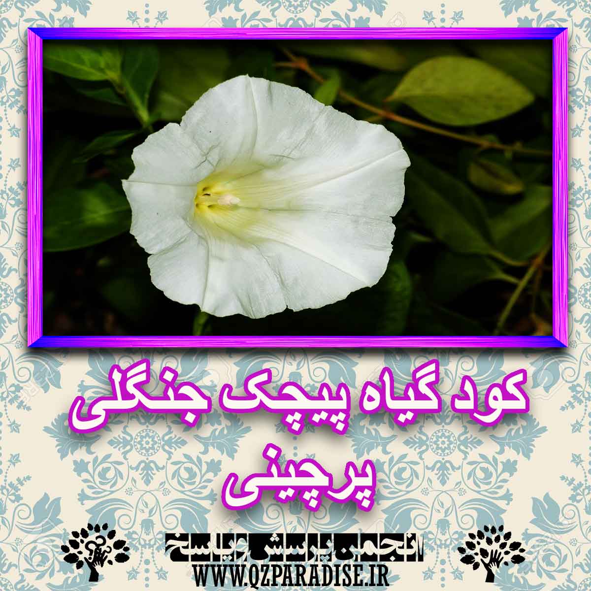 54274ecee00c45d8472e83cb95b54391617a04c4 227 - خواص استفاده از کود گیاه پیچک جنگلی پرچینی را شرح دهید ؟