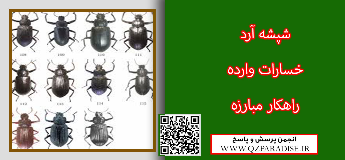 شپش آرد چیست و آن را معرفی کنید؟ 54f8893563865bf06b438e217d56b81bc42ad60a 14 -   شپش آرد چیست و آن را معرفی کنید؟