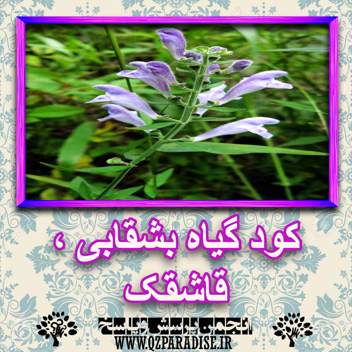 خواص استفاده از گیاه بشقابی ،قاشقک را شرح دهید ؟ 55ae3a2ae0213496ca68170ad3dfc25c1925d217 227 - خواص استفاده از گیاه بشقابی ،قاشقک را شرح دهید ؟