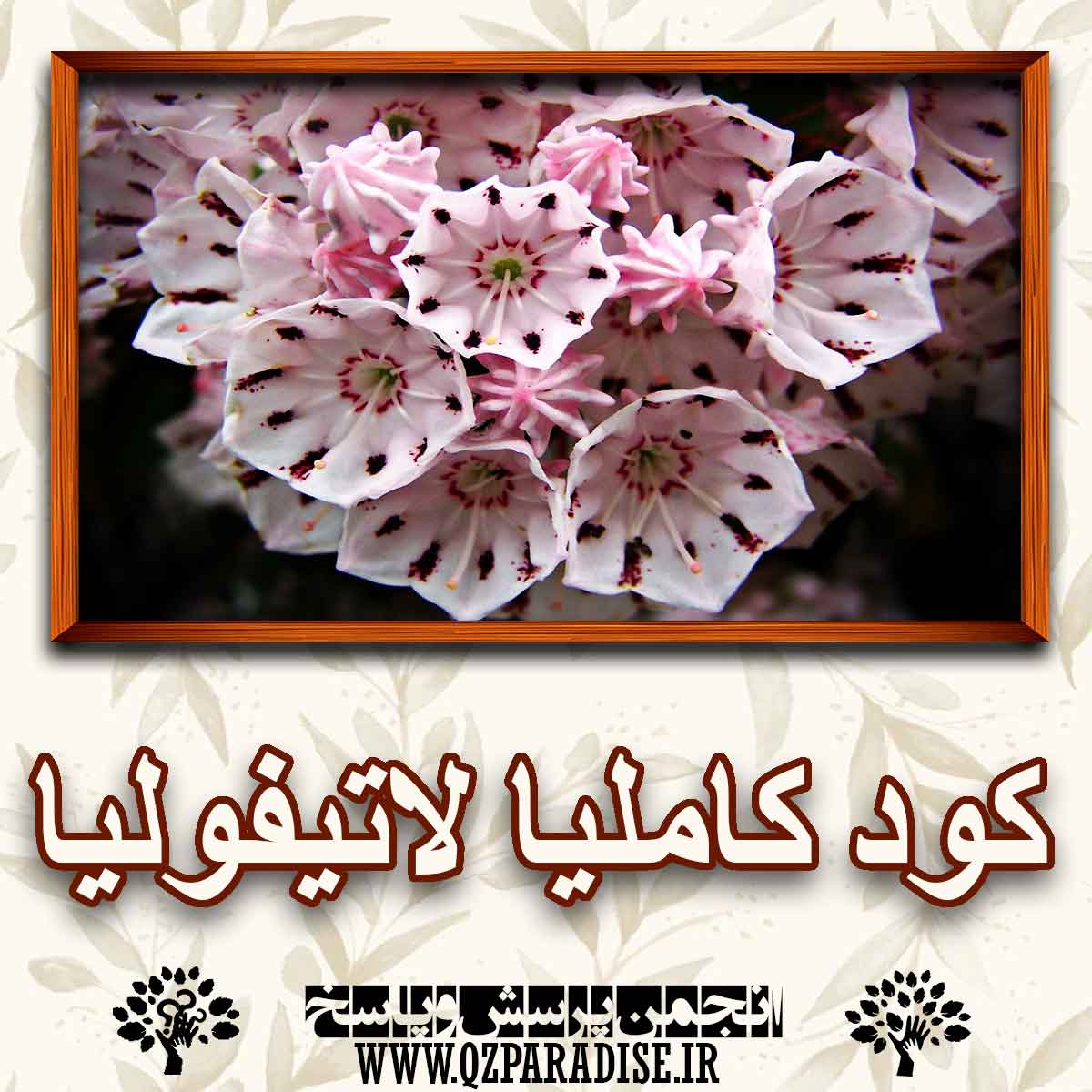 کود مناسب گیاه کاملیا لاتیفولیا را شرح دهید ؟ 5617099ec70d685e901b2fd8603533f90a86ca05 147 - کود مناسب گیاه کاملیا لاتیفولیا را شرح دهید ؟