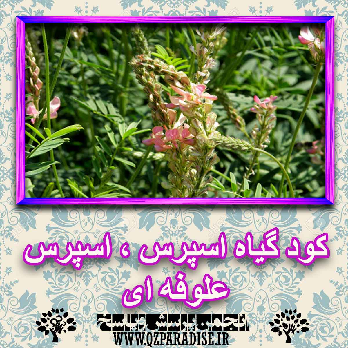 کود مناسب گیاه اسپرس علوفه ای چیست و چه خاصیتی دارد؟ 5663095cb0785375f0793ff1b1efbab1eabfb039 227 - کود مناسب گیاه اسپرس علوفه ای چیست و چه خاصیتی دارد؟