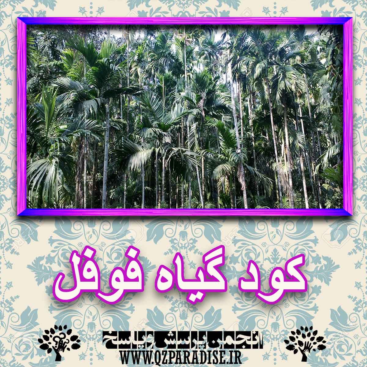 کود مناسب گیاه فوفل چیست و چه خاصیتی دارد؟ 567253a782b51857fca8ac44cc189525619fe271 227 - کود مناسب گیاه فوفل چیست و چه خاصیتی دارد؟