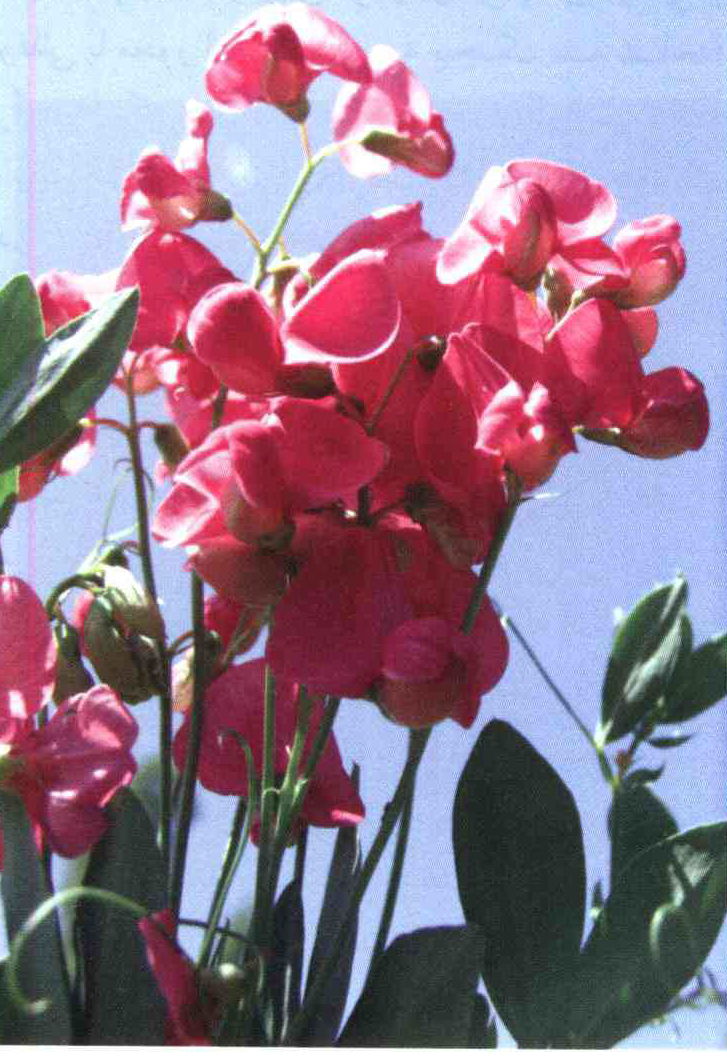 کود مناسب گیاه خلر غده دارچیست و چه خاصیتی دارد؟ 56a41923bb38c939a0ee1843073e8e80616504e6 14 - کود مناسب گیاه خلر غده دارچیست و چه خاصیتی دارد؟