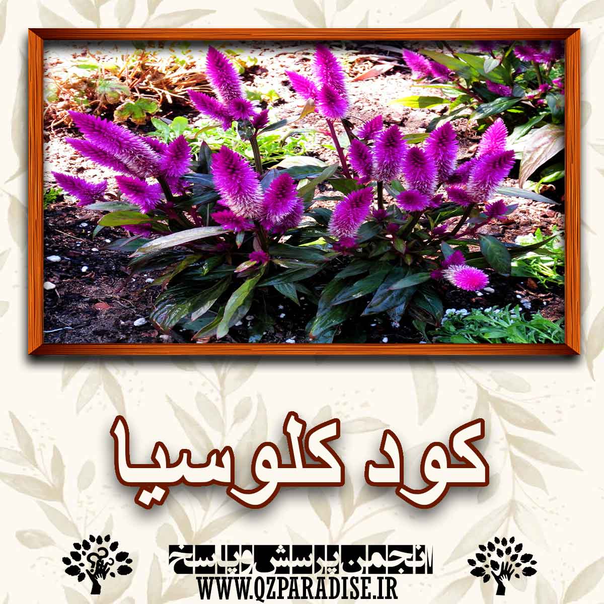 کود مناسب گیاه کلوسیا را شرح دهید ؟ 56b927242f2be756c5256f7d4c8fbd7e6a5ccfa6 147 - کود مناسب گیاه کلوسیا را شرح دهید ؟