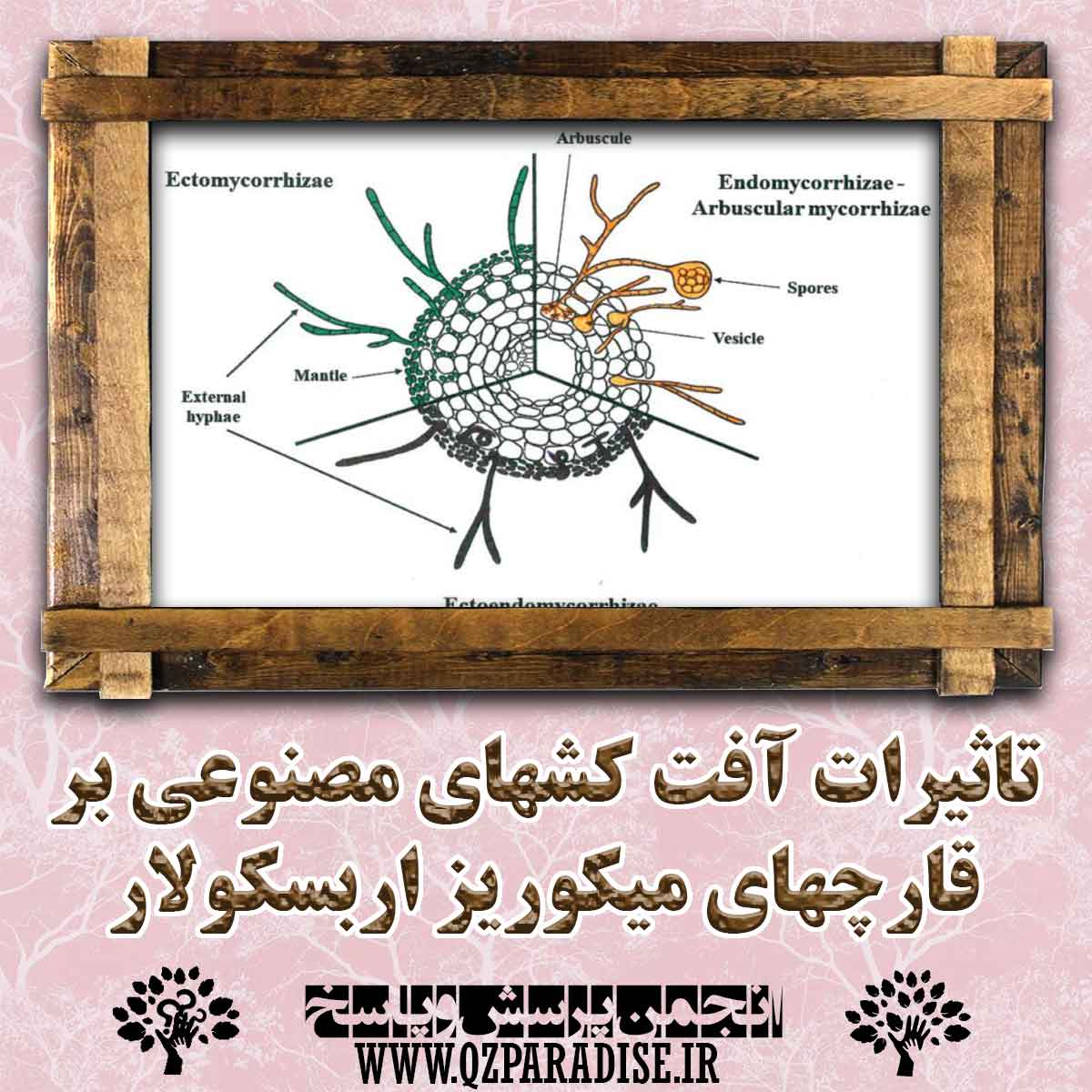 تاثیرات آفت کشهای مصنوعی بر قارچهای میکروریز اربسکولار را توضیح دهید؟ 571fa28f451c9a869307f6045ae2f0089931606f 147 - تاثیرات آفت کشهای مصنوعی بر قارچهای میکروریز اربسکولار را توضیح دهید؟