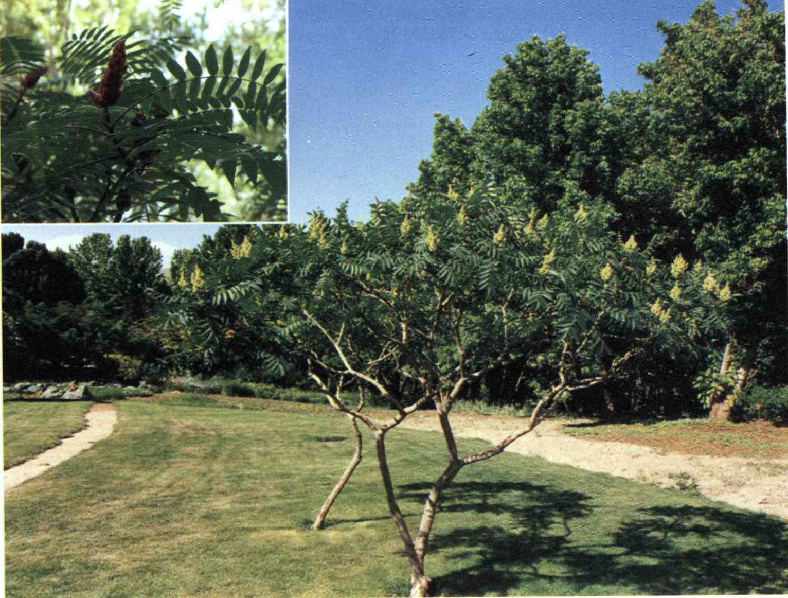 خواص استفاده از کود درخت سماق نرم را شرح دهید ؟ 5852fb1d421b5ca334738be310b28d1e2aacd1d2 14 - خواص استفاده از کود درخت سماق نرم را شرح دهید ؟