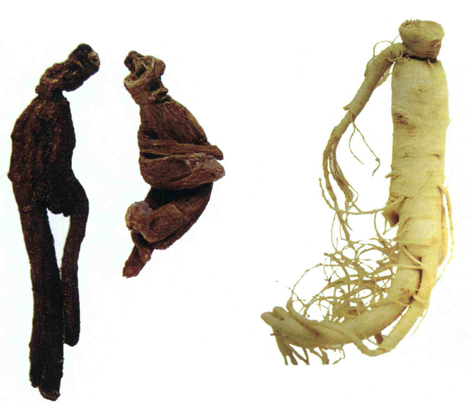 586189c2b3db855f5aeb8ad7a8ac40826e1ccb40 14 - خواص استفاده از کود گیاه جین سینگ را شرح دهید ؟