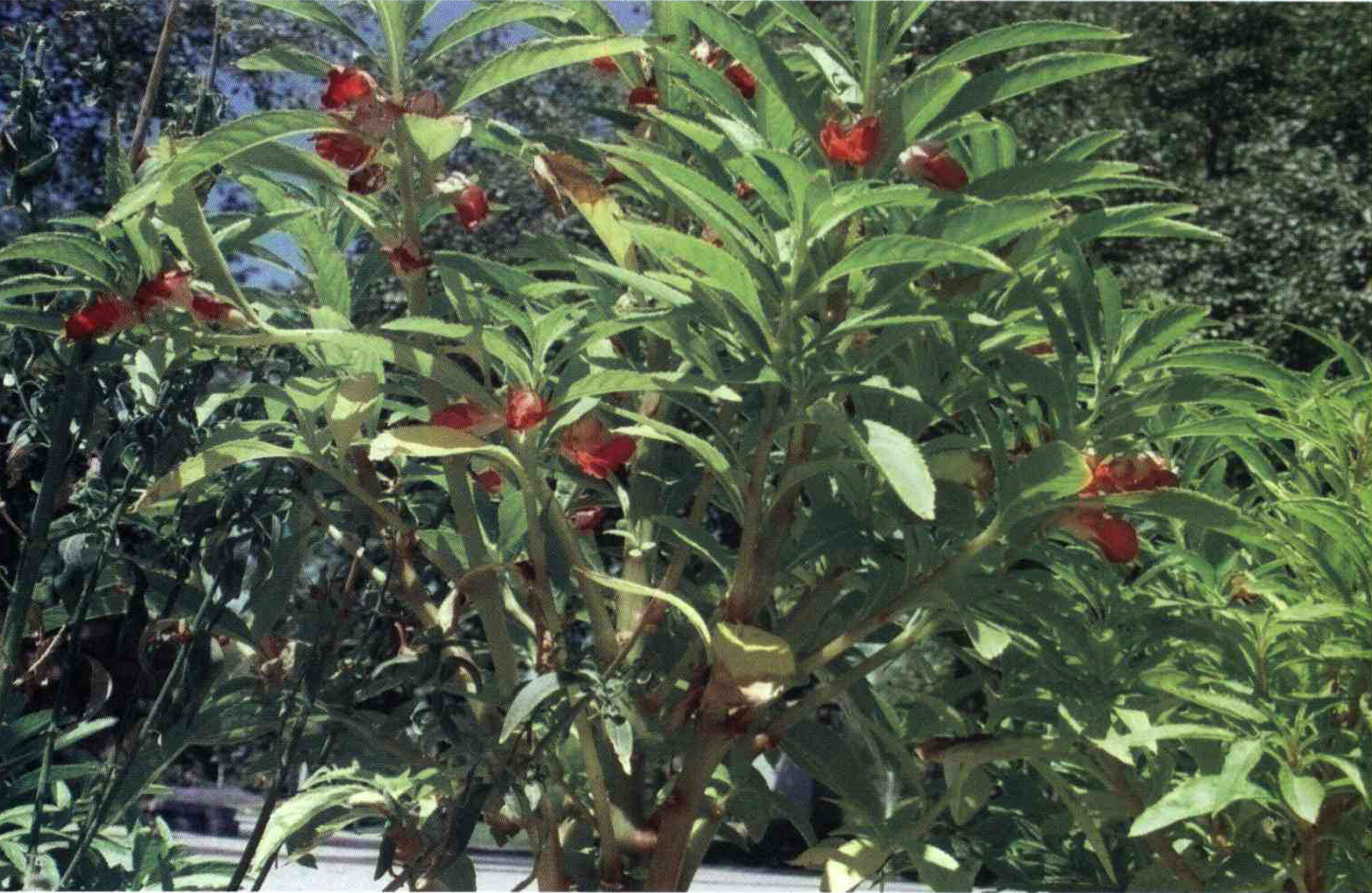 خواص استفاده از کود گیاه گل حنا ، گل بی صبر زینتی شرح دهید ؟ 58f684d8c953b2b02ffb04bca14770a439db0884 14 - خواص استفاده از کود گیاه گل حنا ، گل بی صبر زینتی شرح دهید ؟