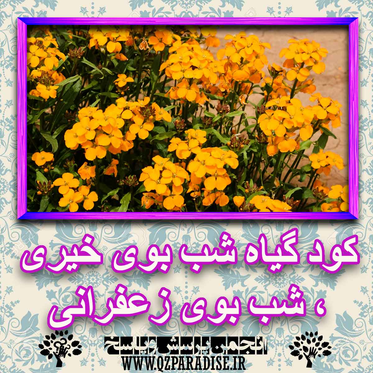 خواص استفاده از کود گیاه شب بوی خیری ، شب بوی زعفرانی شرح دهید ؟ 59097fd1d892d5884242e2fb474f3454582452b2 227 - خواص استفاده از کود گیاه شب بوی خیری ، شب بوی زعفرانی شرح دهید ؟