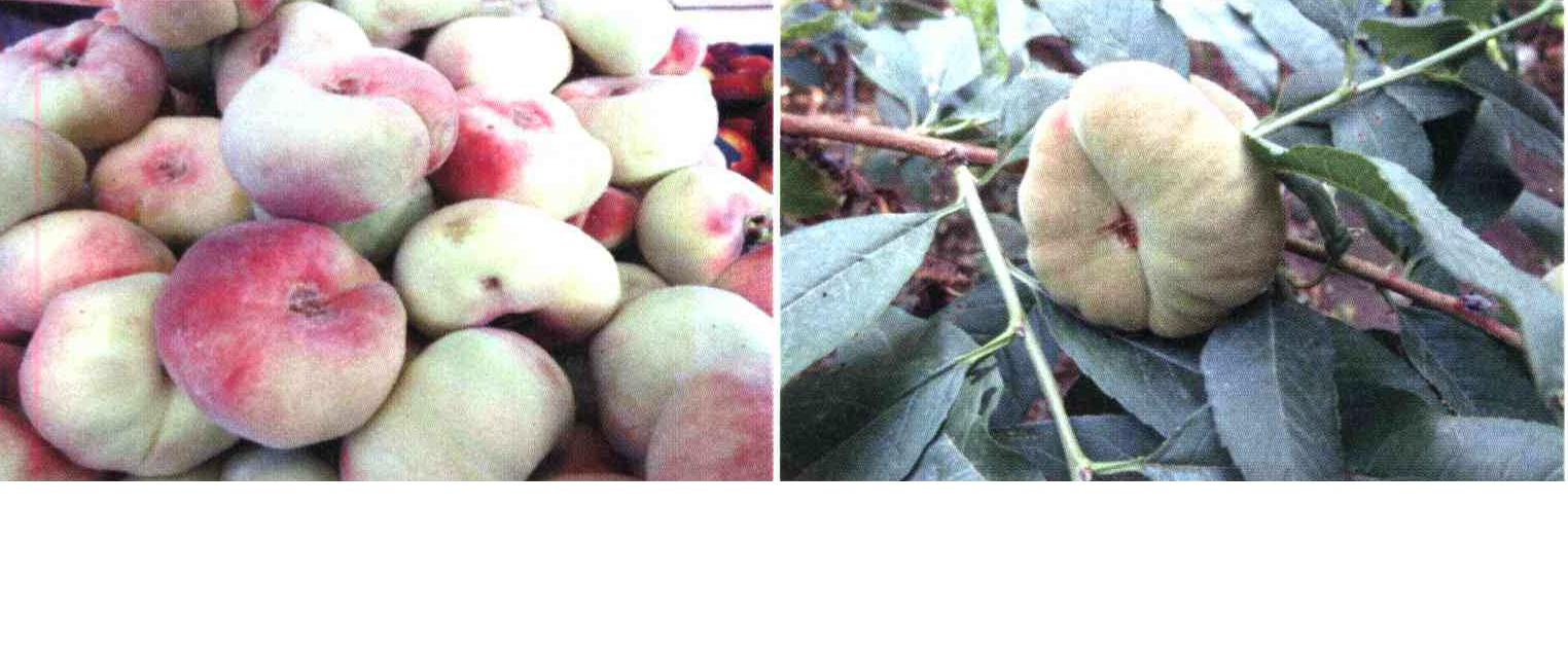 کود مناسب گیاه هلو شفتالو چیست و چه خاصیتی دارد؟ 59bb03e074d62dd5487e47d5ca5eb0c5aa50d21f 14 - کود مناسب گیاه هلو شفتالو چیست و چه خاصیتی دارد؟