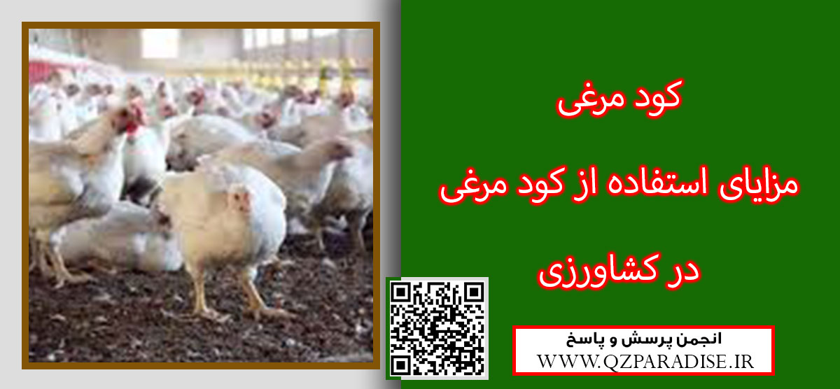 59cd686e3c0a635cab6513b0f015cbb565d63c65 9 - کود مرغی چیست و مزایای آن در کشاورزی چگونه می باشد ؟