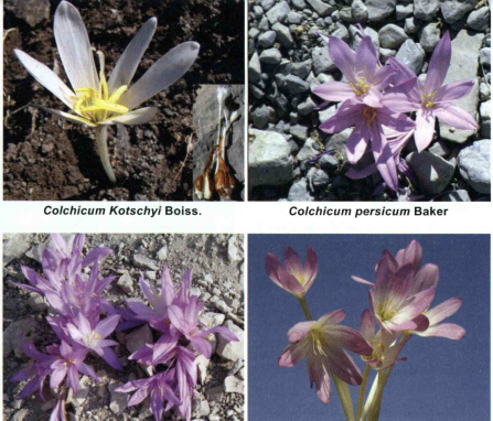 خواص و کاربرد کود گل حسرت را شرح دهید ؟ 5b2b14cf101452ee486db5c071a57f500b868cb0 358 - خواص و کاربرد کود گل حسرت را شرح دهید ؟