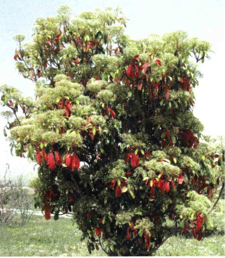 کود مناسب گیاه سه رنگ چیست و چه خاصیتی دارد؟ 5b58320681659d79bec441d9c961b3fad89e7350 14 - کود مناسب گیاه سه رنگ چیست و چه خاصیتی دارد؟