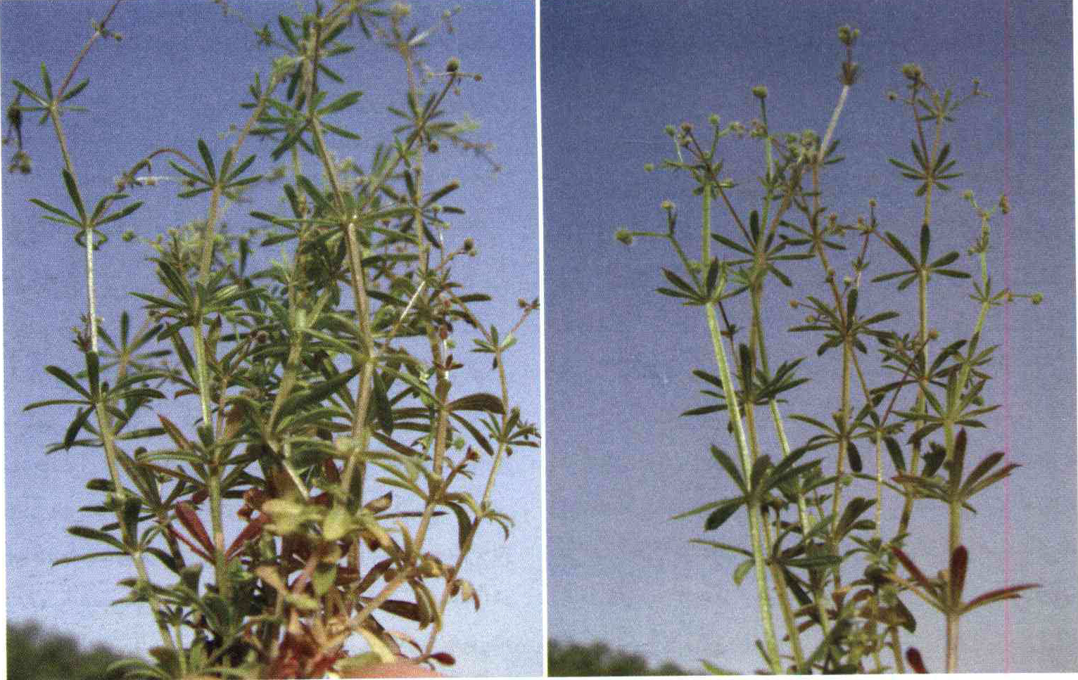 کود مناسب گیاه بی تی راخ چیست و چه خاصیتی دارد؟ 5b85e74a0406c2be9146667f4c22f07ac10d8bf4 14 - کود مناسب گیاه بی تی راخ چیست و چه خاصیتی دارد؟