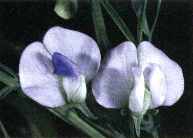 5b8a43a5d8ba7f1a5ada3e968143e774acf1b53e 14 - کود مناسب گیاه خلر چیست و چه خاصیتی دارد؟