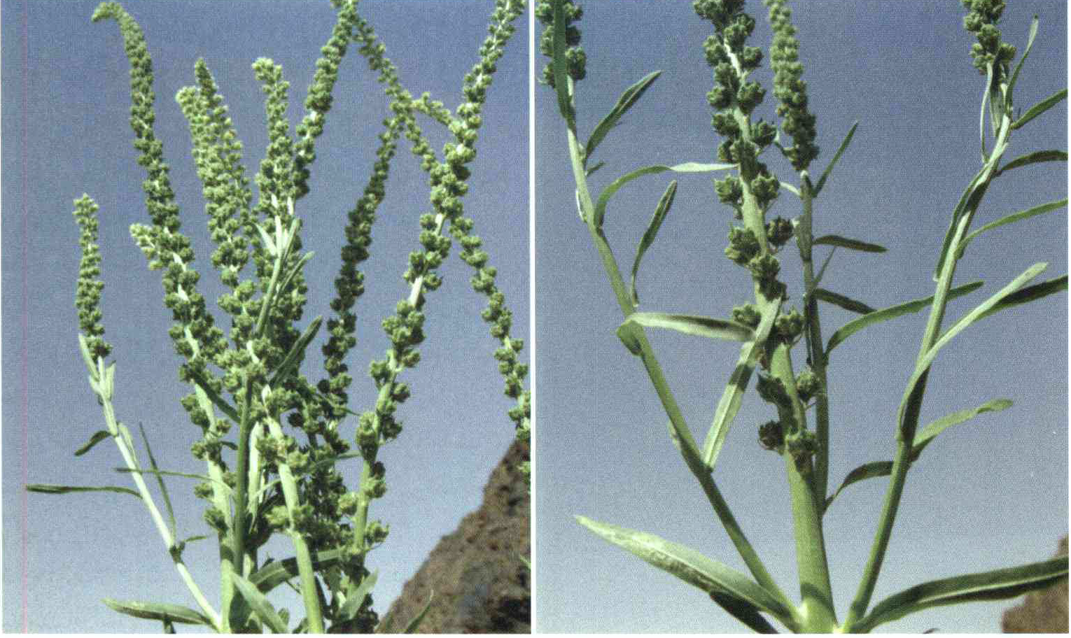 کود مناسب گیاه ورث زرد نما ، ورث زرد چهره چیست و چه خاصیتی دارد؟ 5bdbfffd150b0d37076d913bcb43254d15fcba19 14 - کود مناسب گیاه ورث زرد نما ، ورث زرد چهره چیست و چه خاصیتی دارد؟