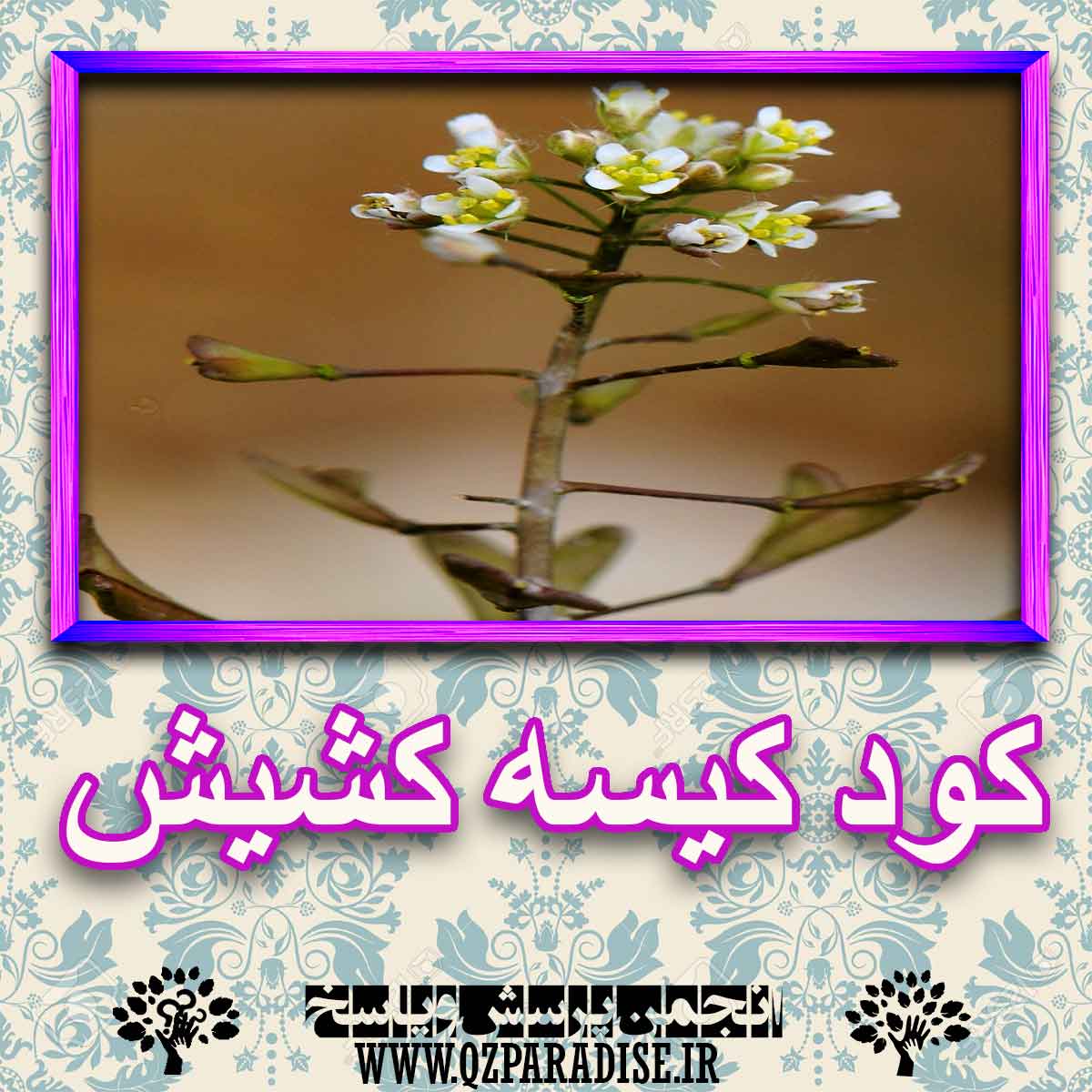 خواص استفاده از کود کیسه کشیش را شرح دهید ؟ 5c1a7bbab89ca992c966f5a9e7dddc70e47fc985 227 - خواص استفاده از کود کیسه کشیش را شرح دهید ؟