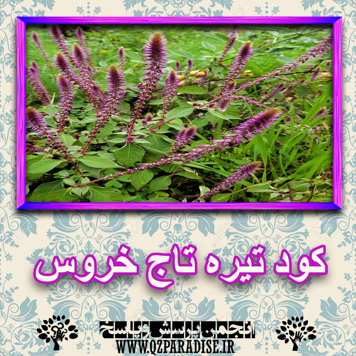 خواص استفاده از کود تیره تاج خروس را شرح دهید ؟ 5c9ed819225b4984aea8d05fc58546a723e07c88 227 - خواص استفاده از کود تیره تاج خروس را شرح دهید ؟