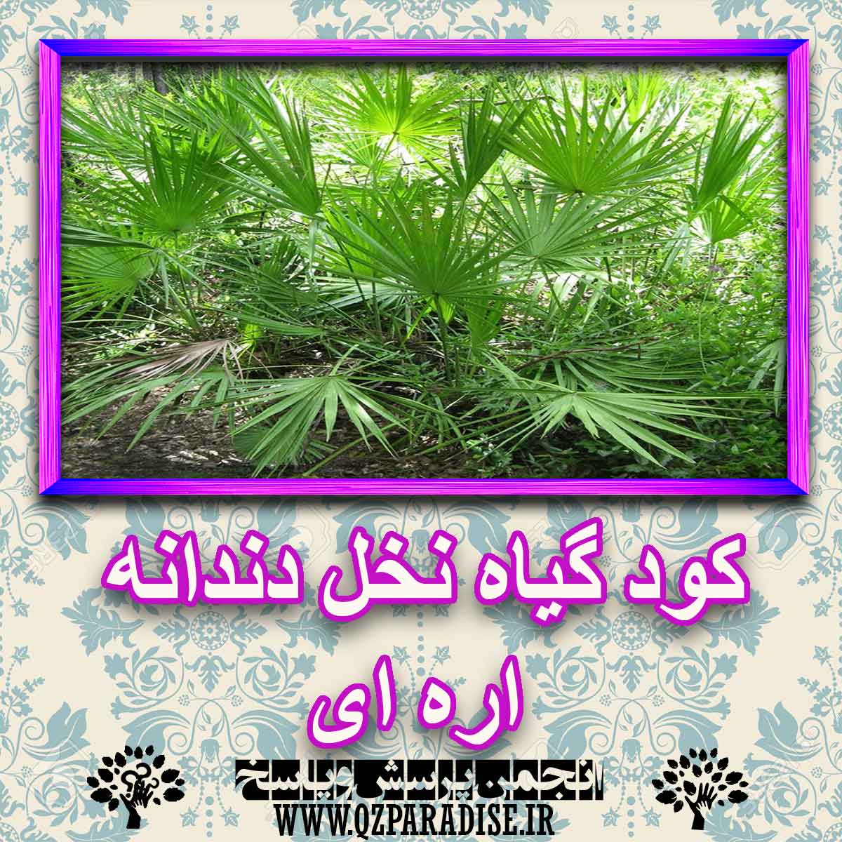 کود مناسب گیاه نخل دندان اره ای چیست و چه خاصیتی دارد؟ 5d6694d9a30cd96bca87fc40e9cb6172babe51b0 227 - کود مناسب گیاه نخل دندان اره ای چیست و چه خاصیتی دارد؟