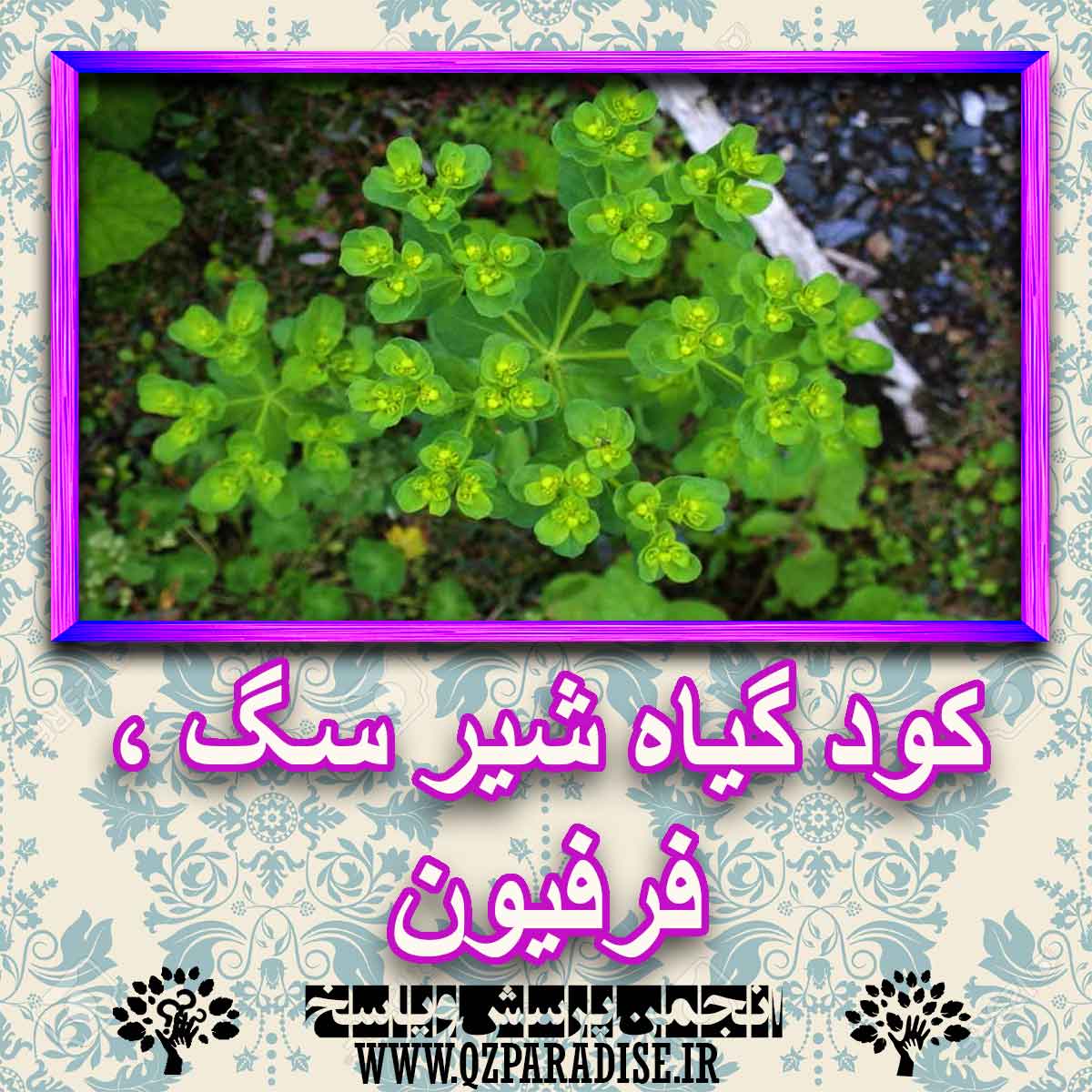 خواص استفاده از کود گیاه شیر سگ ، فرفیون شرح دهید ؟ 5e59a65145c335c4b1c5b9eba4fe94d21d7a6f97 227 - خواص استفاده از کود گیاه شیر سگ ، فرفیون شرح دهید ؟