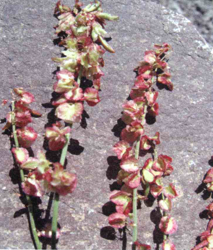 کود مناسب گیاه ترشک واریزه ای ، ترشک فرانسوی چیست و چه خاصیتی دارد؟ 5eab0b4a355588f855c26bbf05e25a2784ee93d5 14 - کود مناسب گیاه ترشک واریزه ای ، ترشک فرانسوی چیست و چه خاصیتی دارد؟