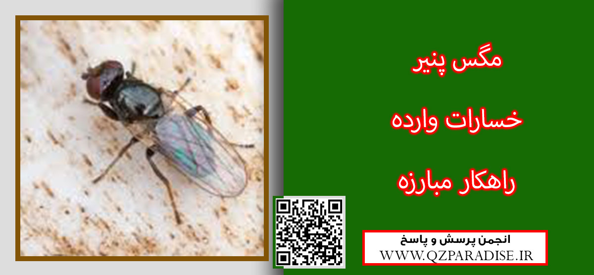 مگس پنیر را معرفی کنید ؟ 5eba07200ed29332641927a06cc4b5f7ab10d6d3 14 - مگس پنیر را معرفی کنید ؟