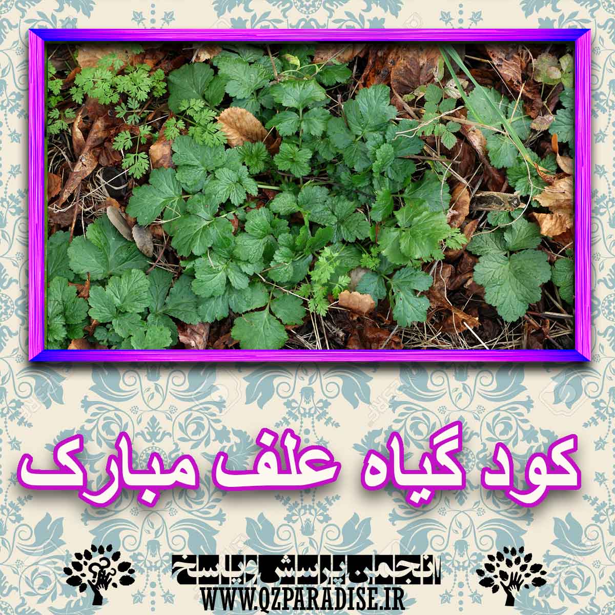 کود مناسب گیاه علف مبارک چیست و چه خاصیتی دارد؟ 5efc841c464c072d0cd72719e7bf09771a0f6de8 227 - کود مناسب گیاه علف مبارک چیست و چه خاصیتی دارد؟