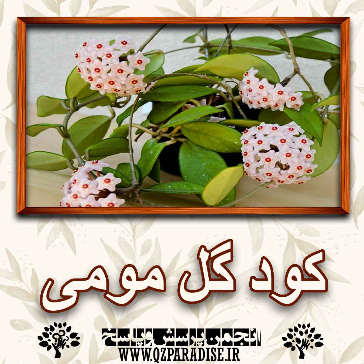 خواص و فواید کود گل مومی را به طور کامل شرح دهید؟ 5f50d8e25405b044bbda00134fe919ecb6f2af2a 227 - خواص و فواید کود گل مومی را به طور کامل شرح دهید؟