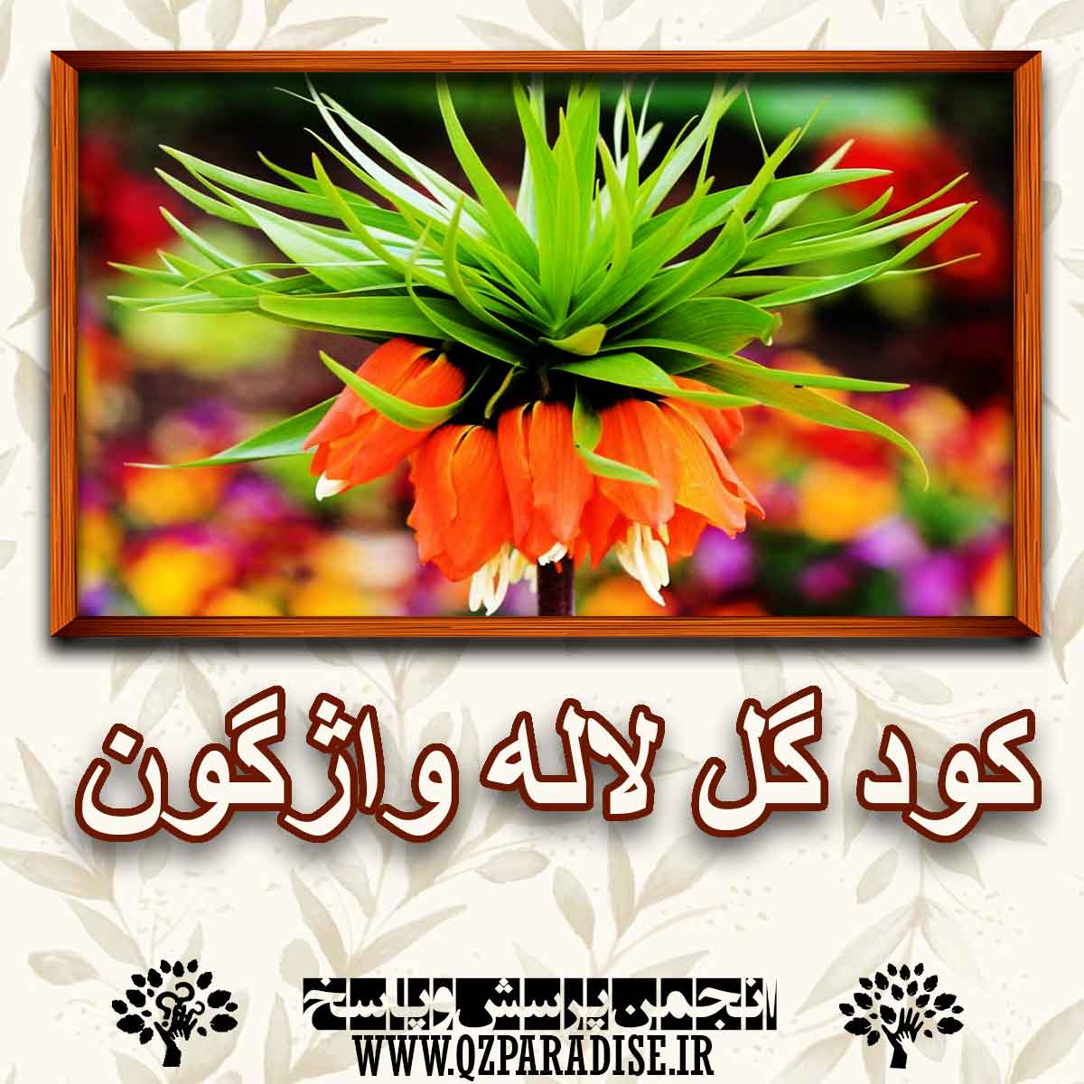 خواص و فواید کود گل لاله واژگون را شرح دهید ؟ 5f7167965e281838372e6292b16fb9d61950fb35 227 - خواص و فواید کود گل لاله واژگون را شرح دهید ؟