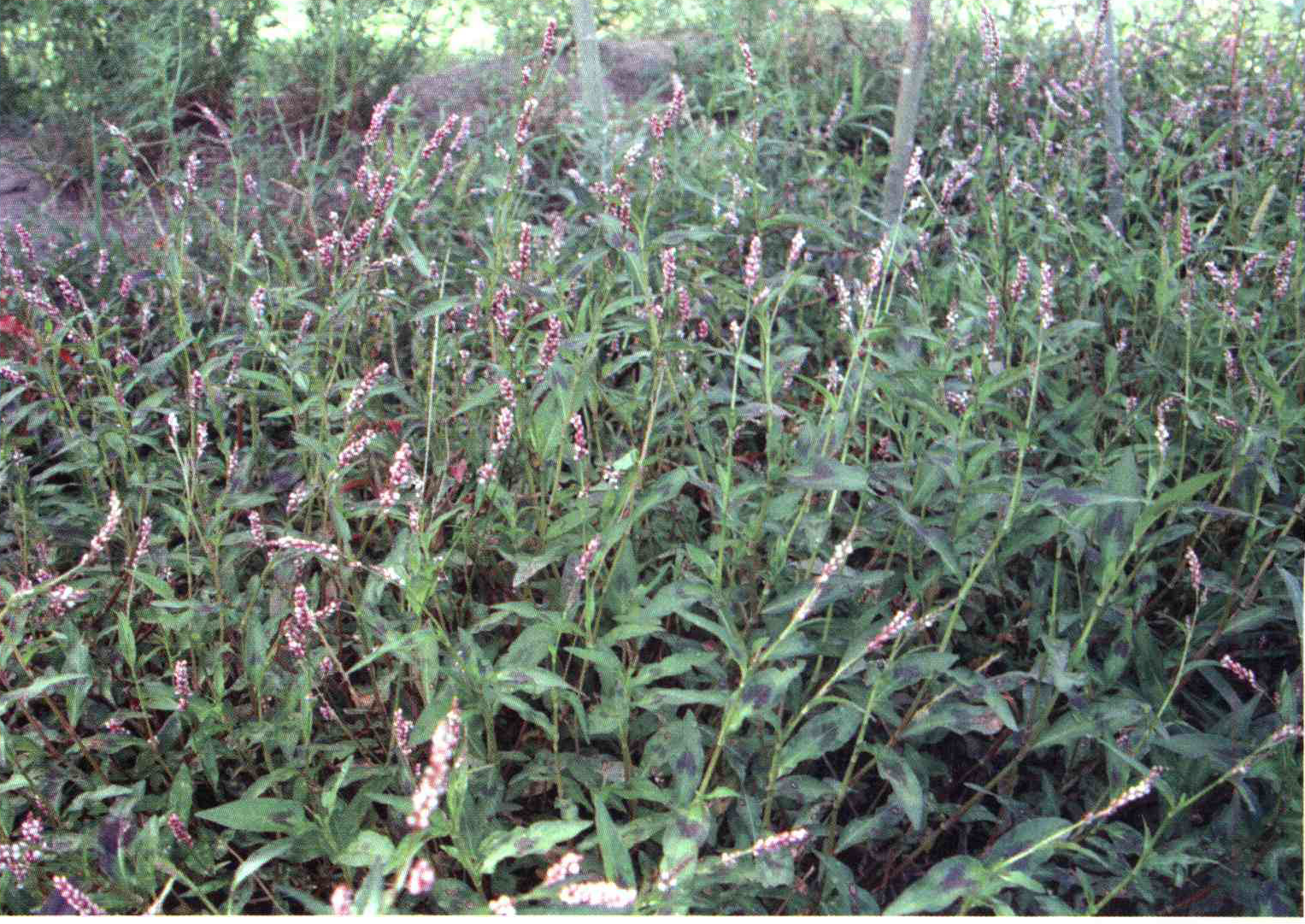 کود مناسب گیاه هفت بند برگ بیدی ، هفت بند برگ ترشکی چیست و چه خاصیتی دارد؟ 602cf5374d0a4bc12e7992952967127520422c06 14 - کود مناسب گیاه هفت بند برگ بیدی ، هفت بند برگ ترشکی چیست و چه خاصیتی دارد؟