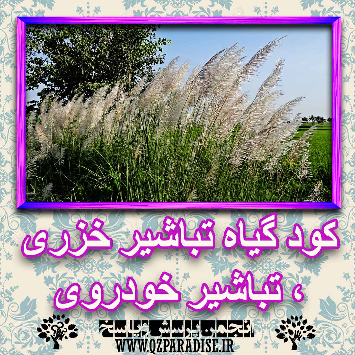 خواص استفاده از گیاه-تباشیر-خزری-تباشیر-خودروی. را شرح دهید ؟ 6096a7d61b9ca0cd269d329a5e748f06cf8a7199 227 - خواص استفاده از گیاه-تباشیر-خزری-تباشیر-خودروی. را شرح دهید ؟