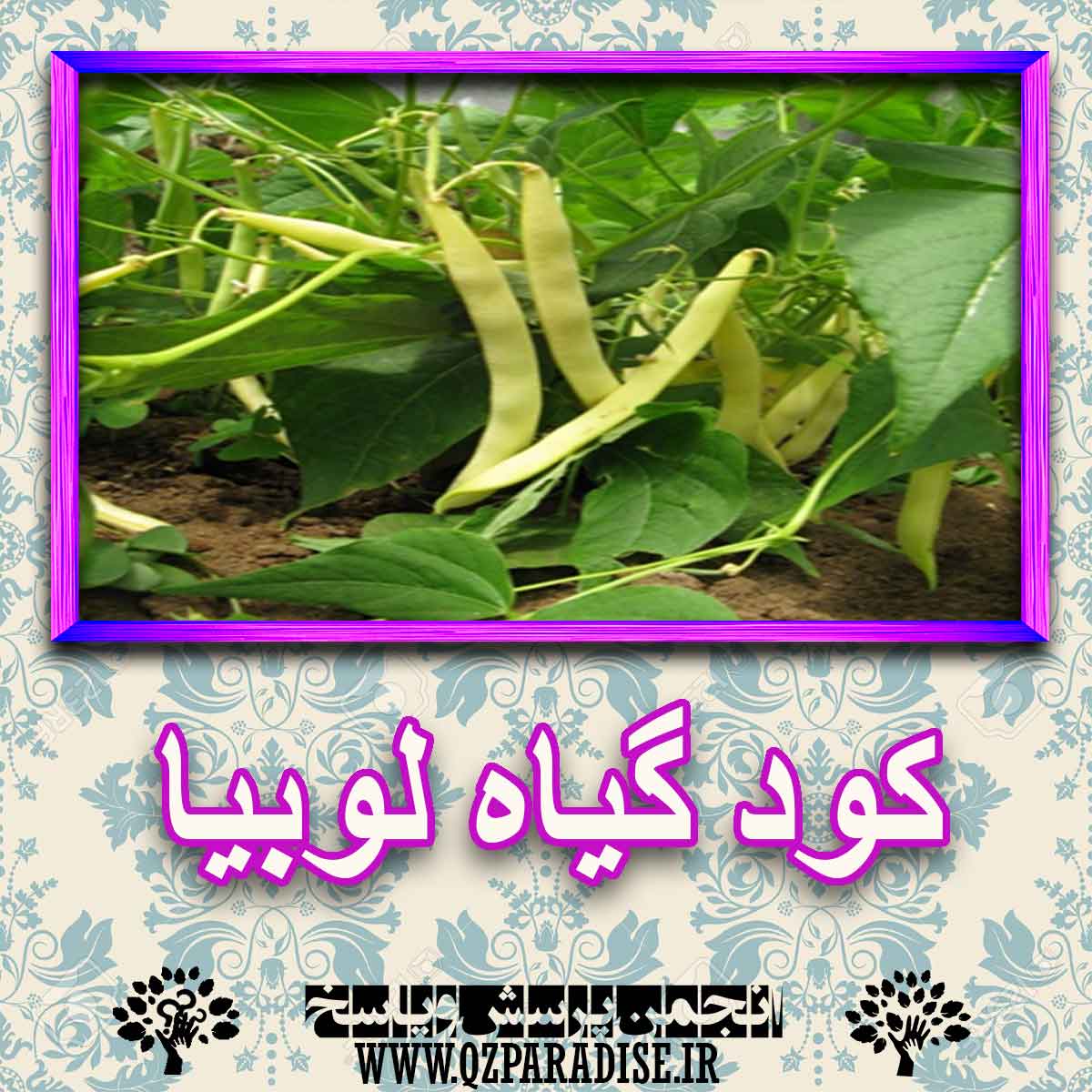 کود مناسب گیاه لوبیا چیست و چه خاصیتی دارد؟ 60af1cecb4b35581d29b5eff4405c74c82feb1c8 227 - کود مناسب گیاه لوبیا چیست و چه خاصیتی دارد؟