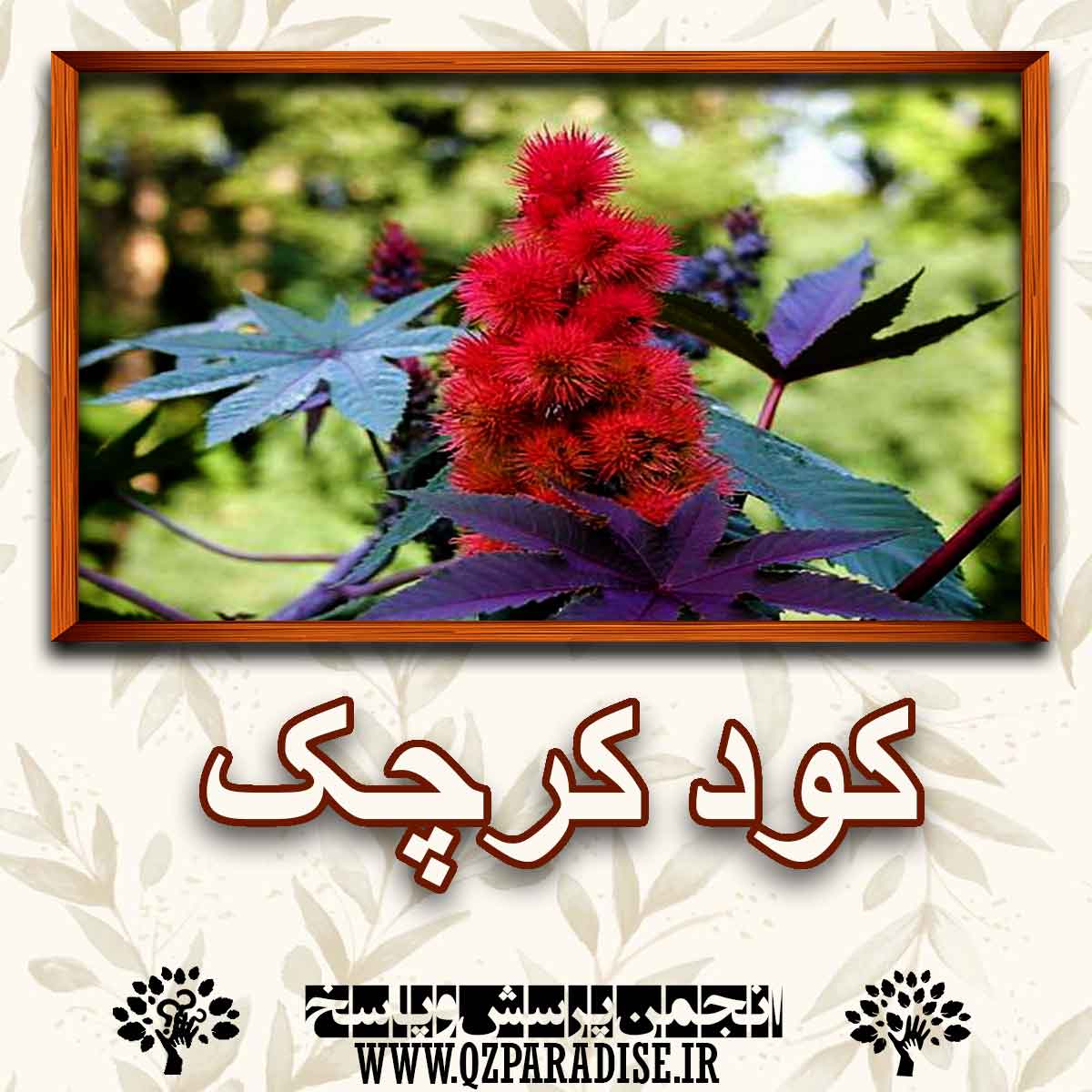 610884cc4e760ed4426de60c75dfd0e86344c3c8 147 - کود مناسب گیاه کرچک را شرح دهید ؟