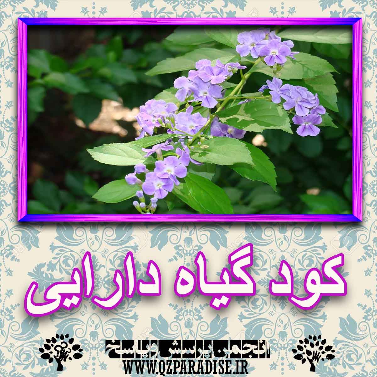 کود مناسب گیاه دارایی چیست و چه خاصیتی دارد؟ 6113cf5478ca0ce9ca691ade33c2502515186a1e 227 - کود مناسب گیاه دارایی چیست و چه خاصیتی دارد؟