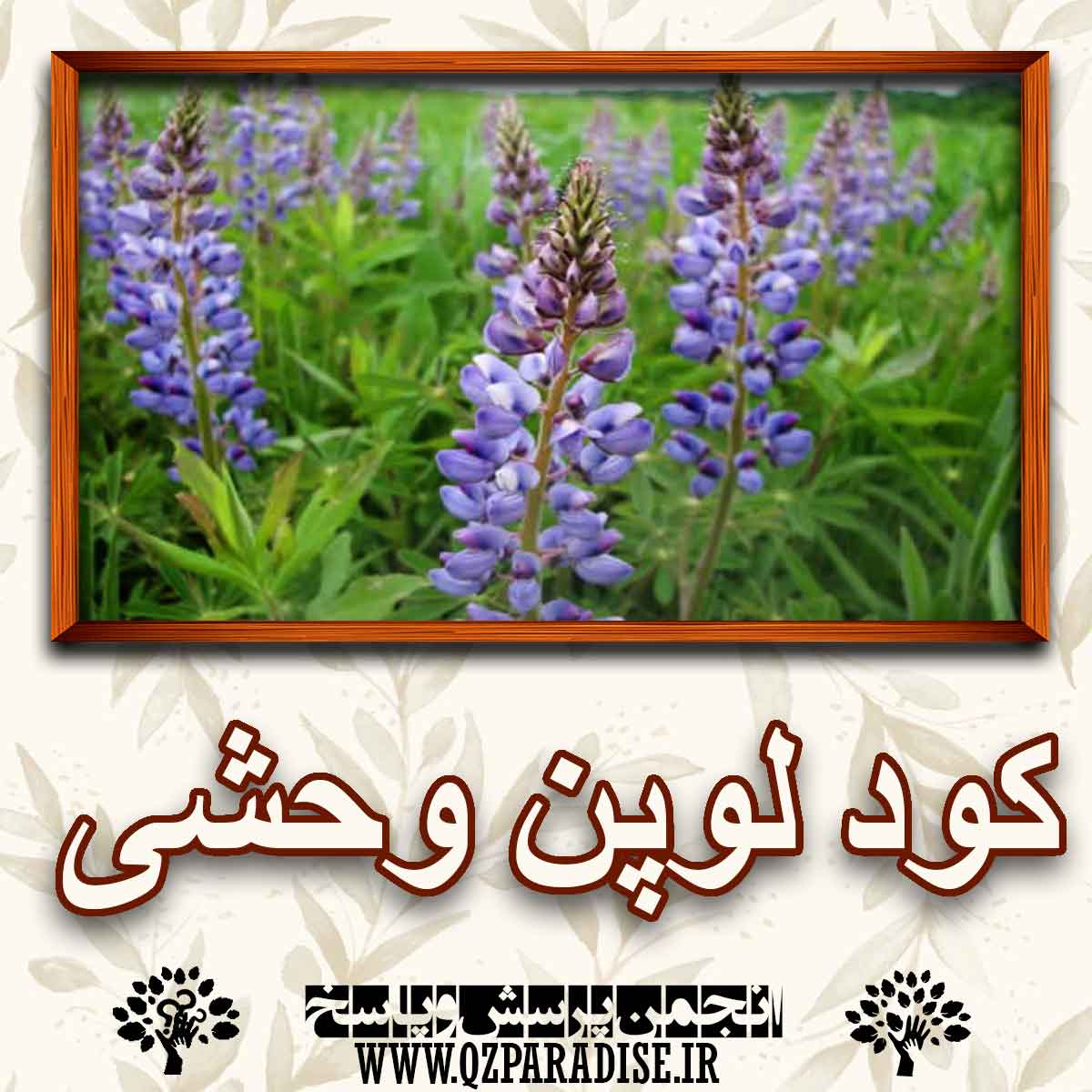 خواص و فواید کود لوپن وحشی را به طور کامل شرح دهید ؟ 612b04a09e4898969283ece57dfd256e318e4ffa 227 - خواص و فواید کود لوپن وحشی را به طور کامل شرح دهید ؟