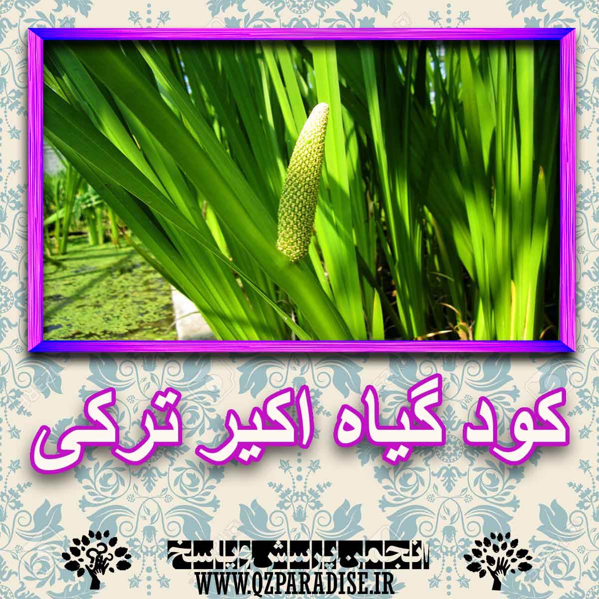 خواص استفاده از کود گل اکیر ترکی را شرح دهید ؟ 6183e408e9872869e4dc6cdabcbd73fdef2404a9 227 - خواص استفاده از کود گل اکیر ترکی را شرح دهید ؟