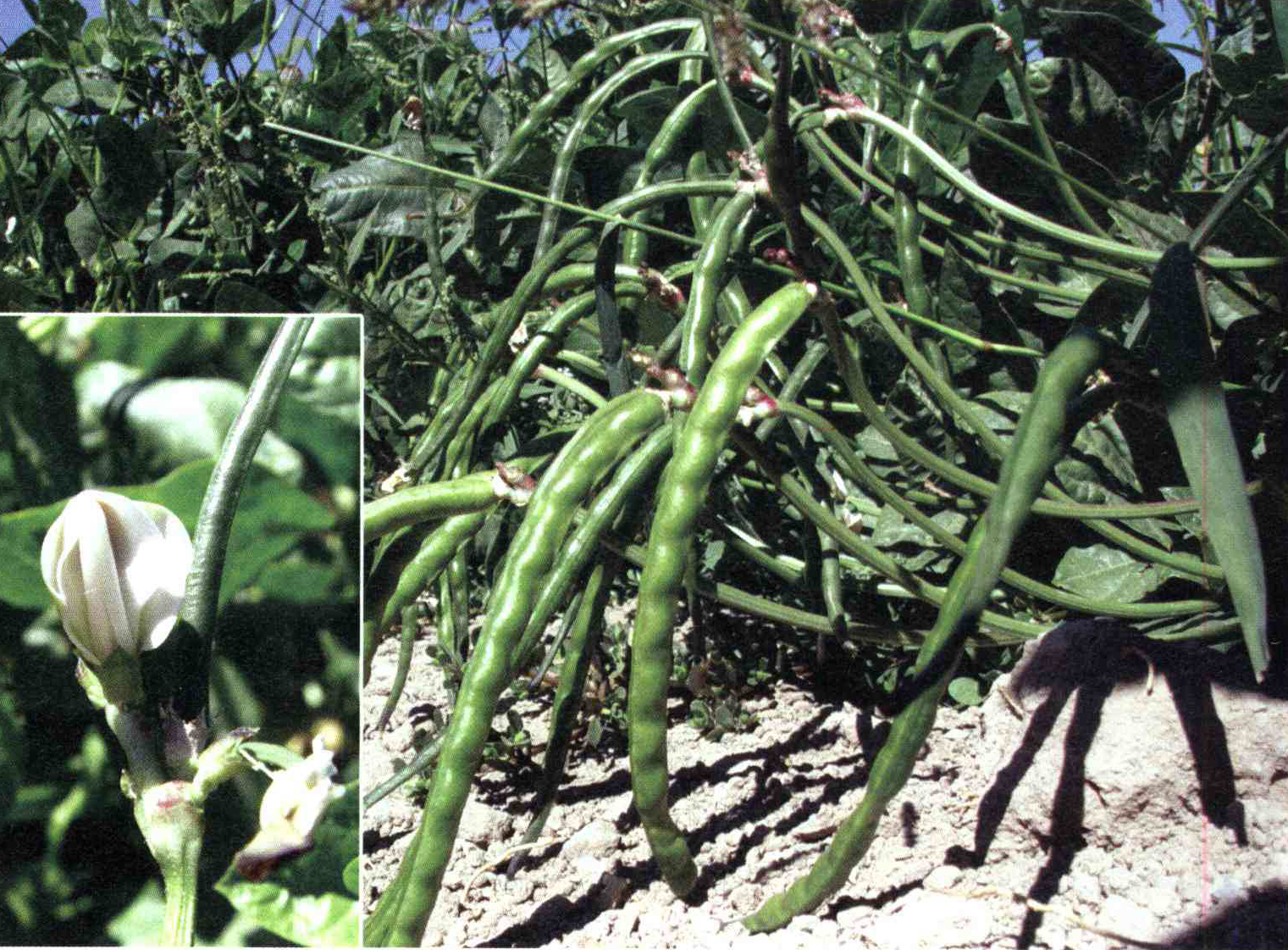 کود مناسب گیاه لوبیای چشم بلبلی چیست و چه خاصیتی دارد؟ 6197ccc8d5d0214eee18b9f3c4e6584eba6e9f95 14 - کود مناسب گیاه لوبیای چشم بلبلی چیست و چه خاصیتی دارد؟