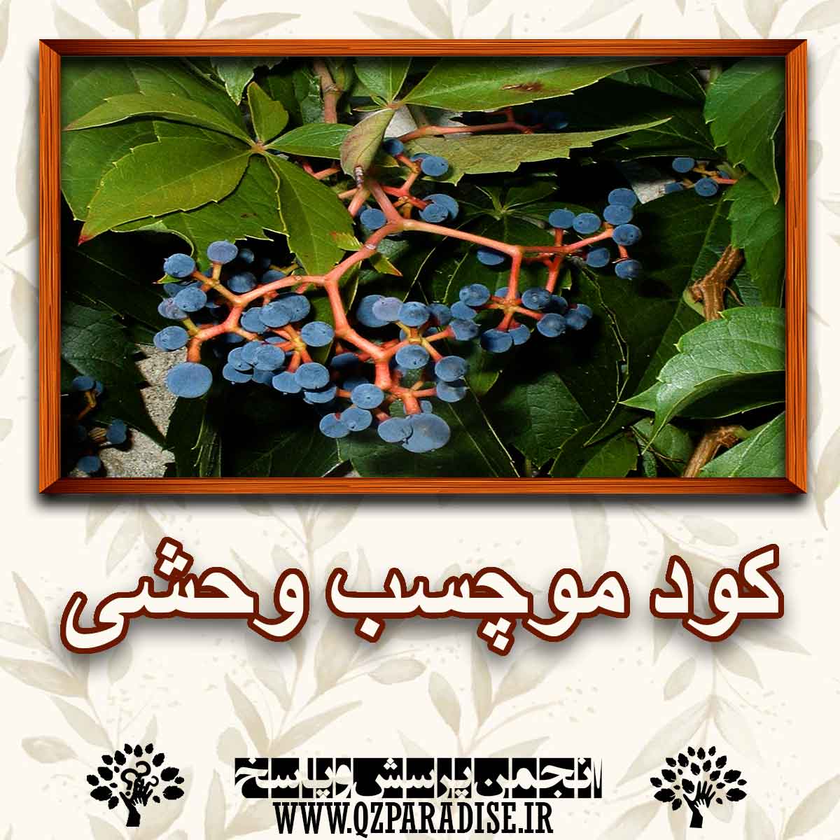 61c3fa7d793d719e85196039febc63ddbe0735ae 227 - خواص کود موچسب وحشی را شرح دهید ؟