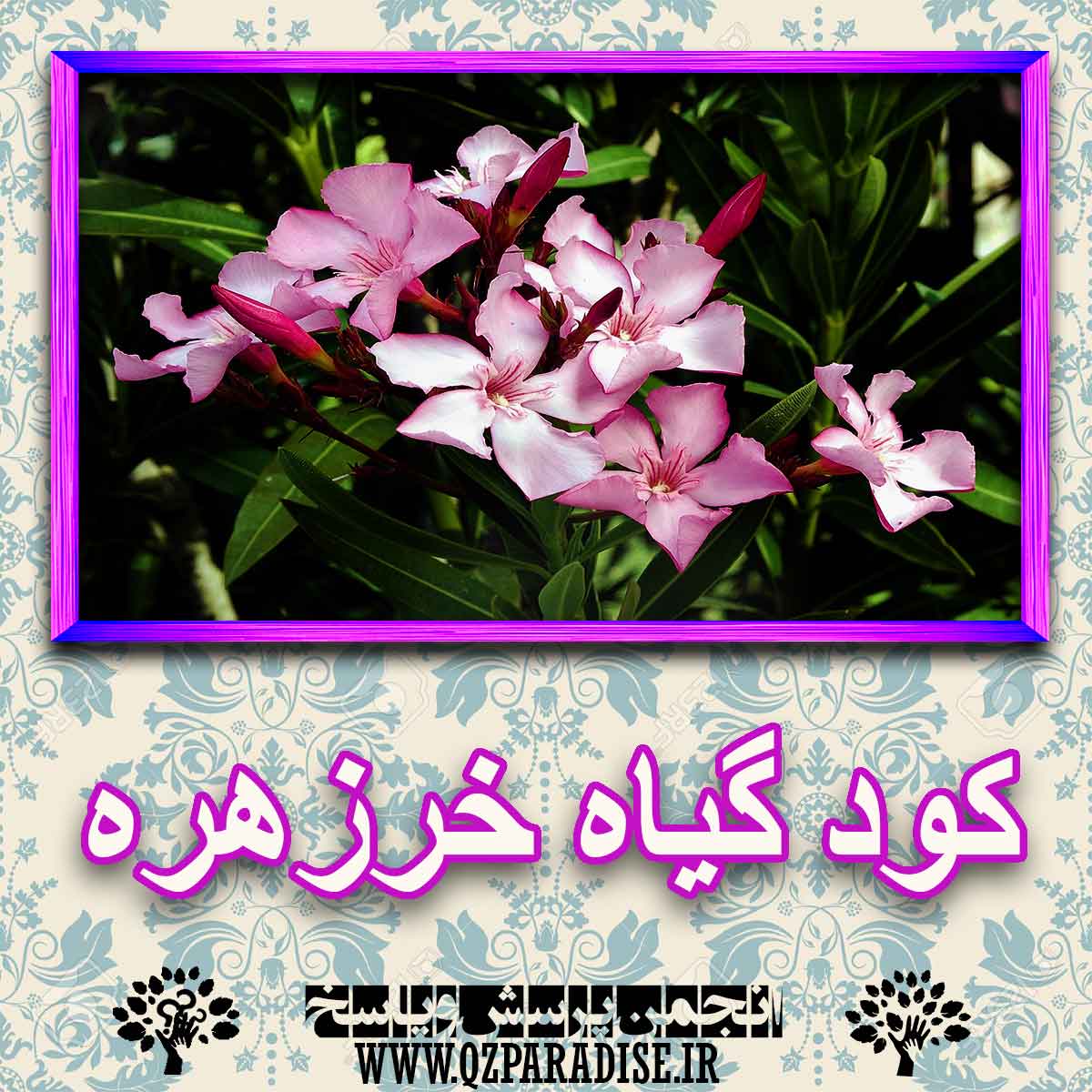 خواص استفاده از کود گیاه خرزهره را شرح دهید ؟ 61d1bb81be4071f849af2fe2f4a56ce151c68873 227 - خواص استفاده از کود گیاه خرزهره را شرح دهید ؟